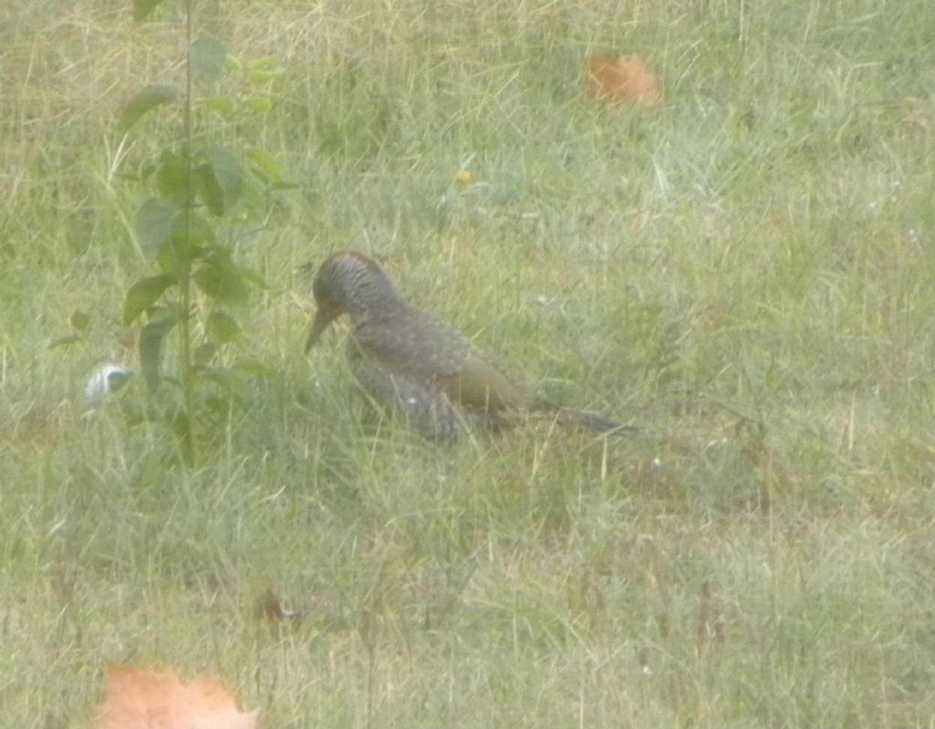 giovane Picchio verde